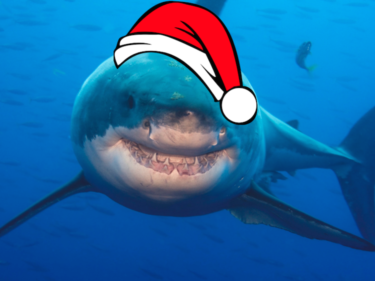 There Is A Christmas Shark Movie Airing In The US Tonight And It Is