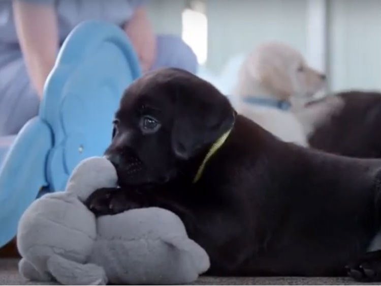 This New Doco About Guide Dog Puppies Is A Cuteness Overload