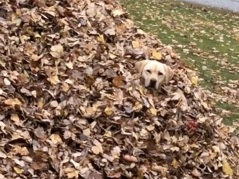 All Praise Stella, The Dog Who Loves Jumping Into Big Piles Of Leaves