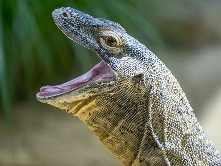 Goanna Kills Someone's Dog, Proving Australian Animals Want Us Dead