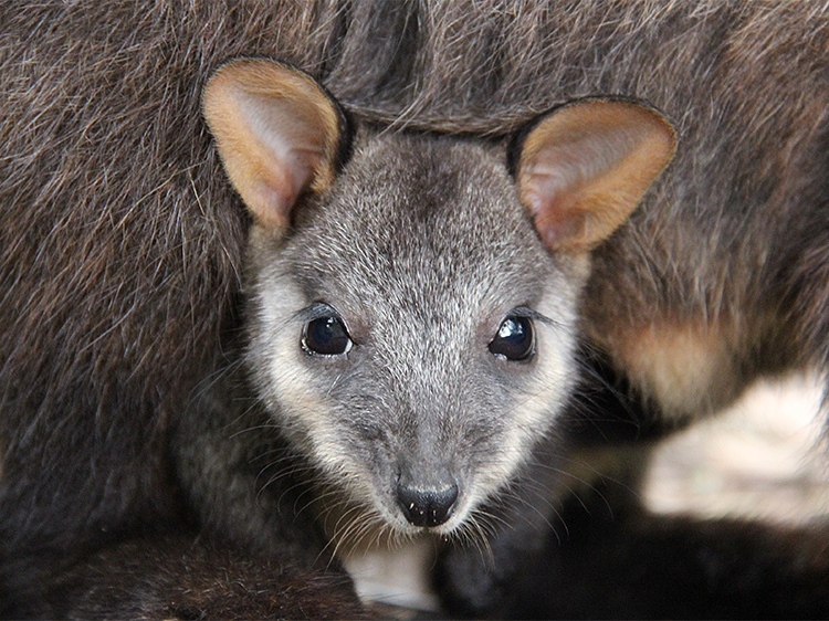 ‘Operation Rock Wallaby’ Is Good News In A Bleak Time