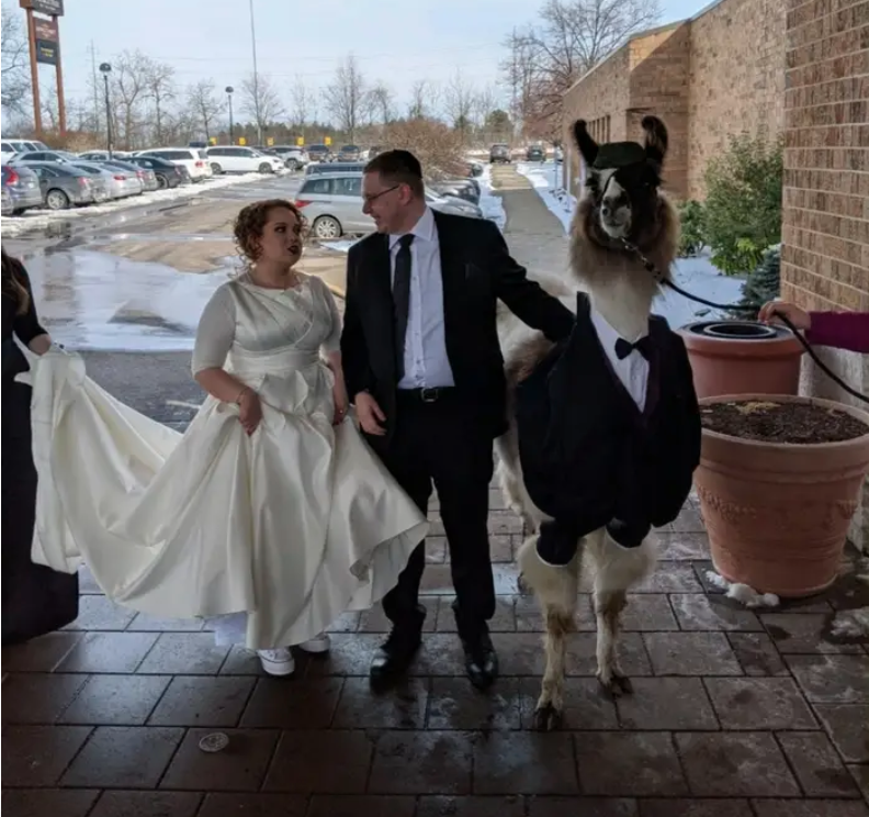 llama wedding