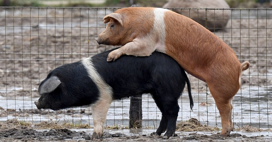 Schwein Gefickt Schwein Gefickt