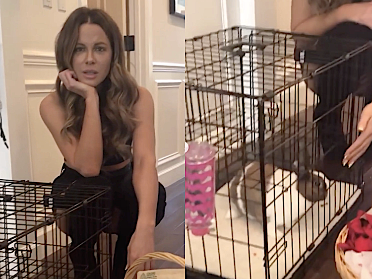 Kate Beckinsale Asks Her Instagram Followers To Stop ... - 750 x 562 png 805kB